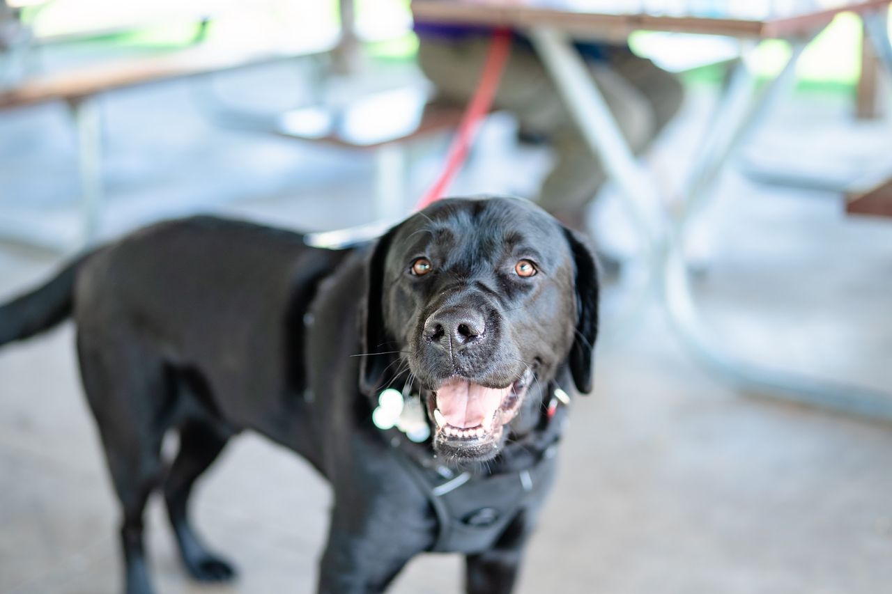 A four-legged mover